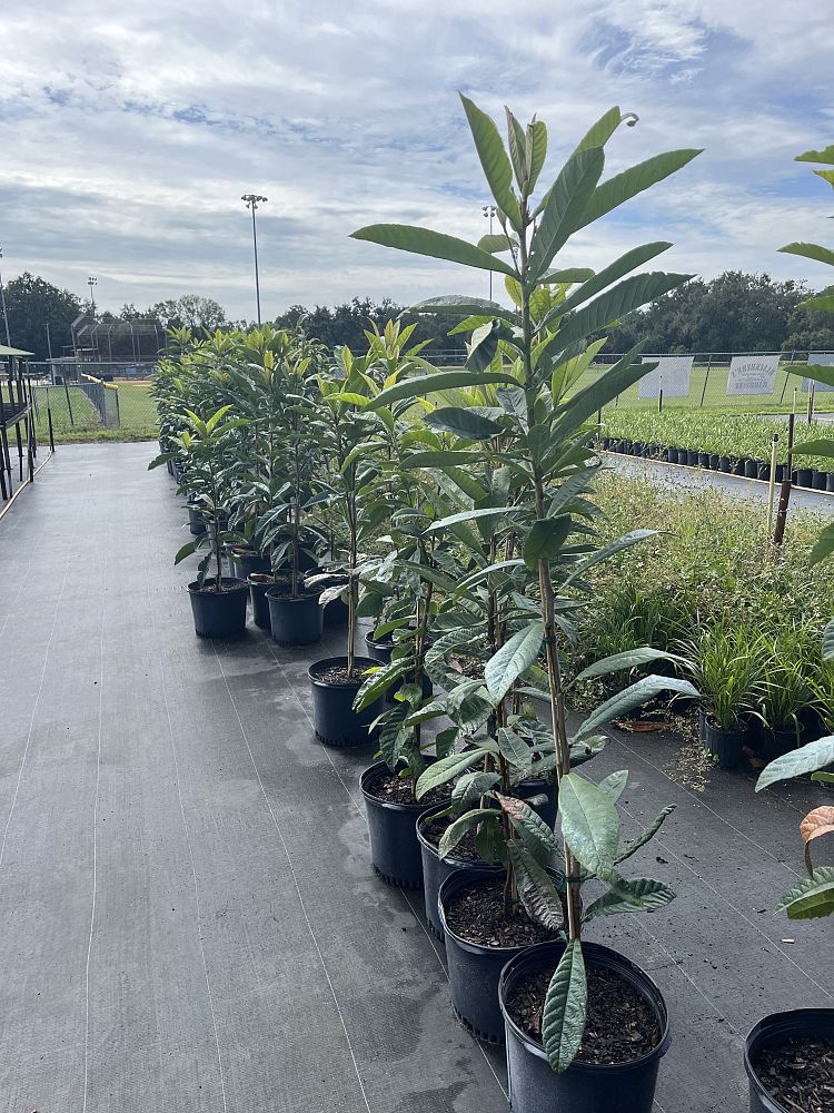 eriobotrya-loquat