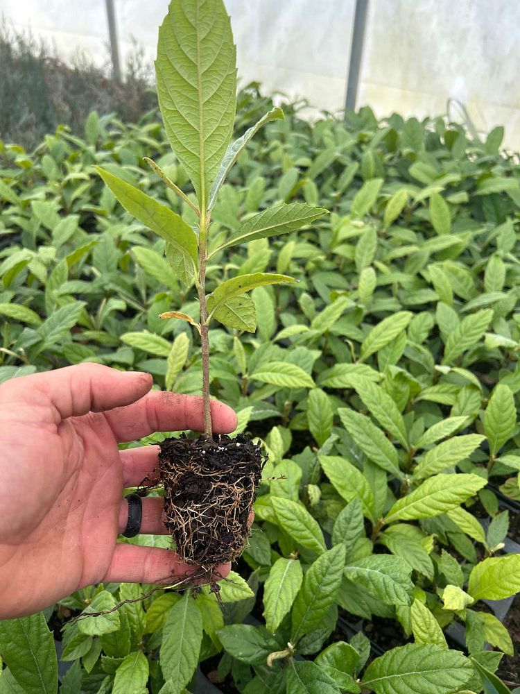 eriobotrya-loquat
