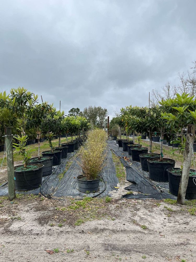 eriobotrya-loquat