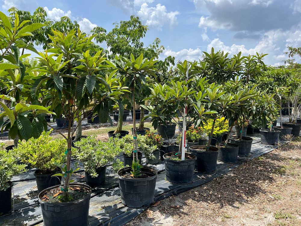 eriobotrya-loquat
