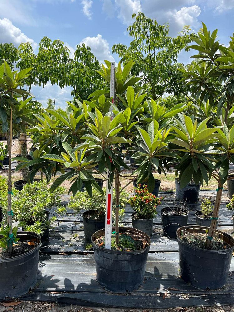 eriobotrya-loquat
