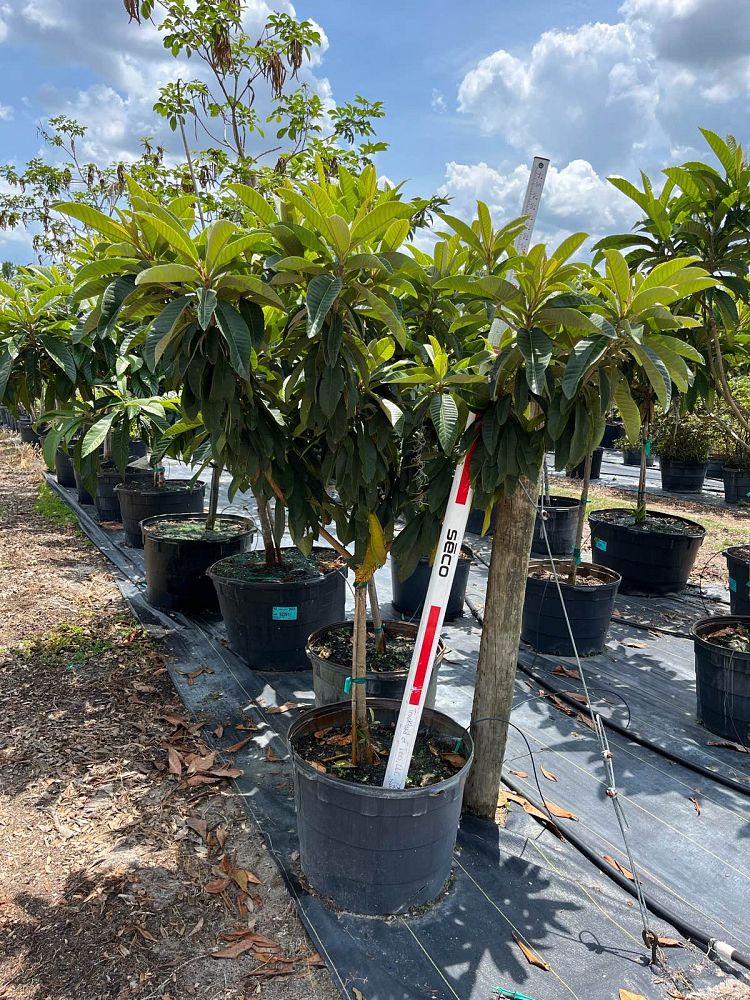 eriobotrya-loquat