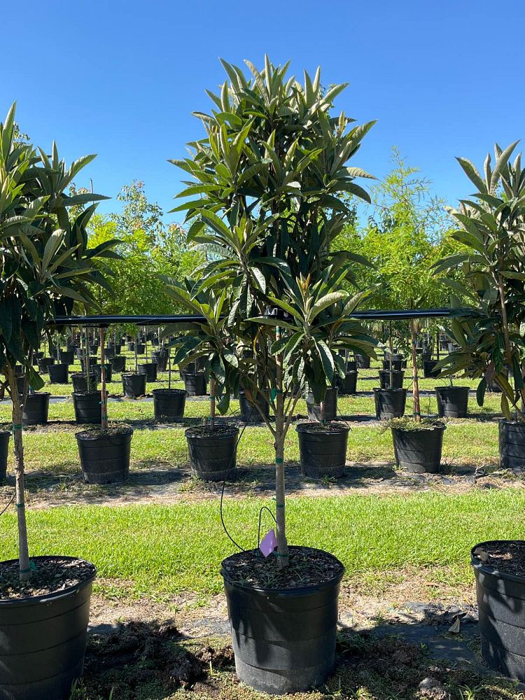 eriobotrya-loquat