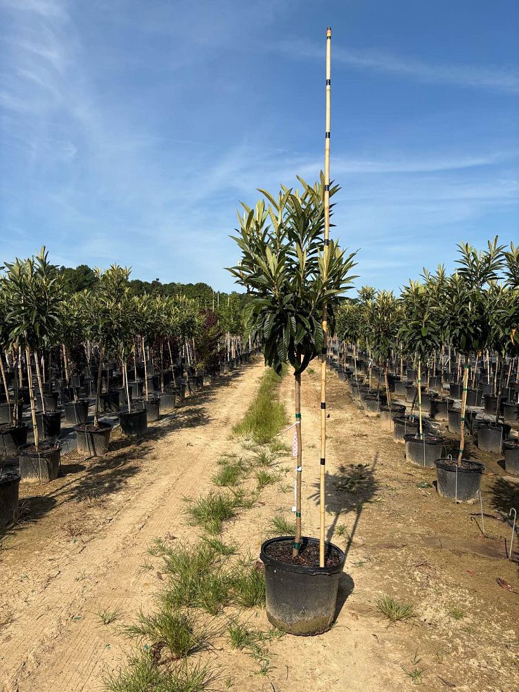 eriobotrya-loquat