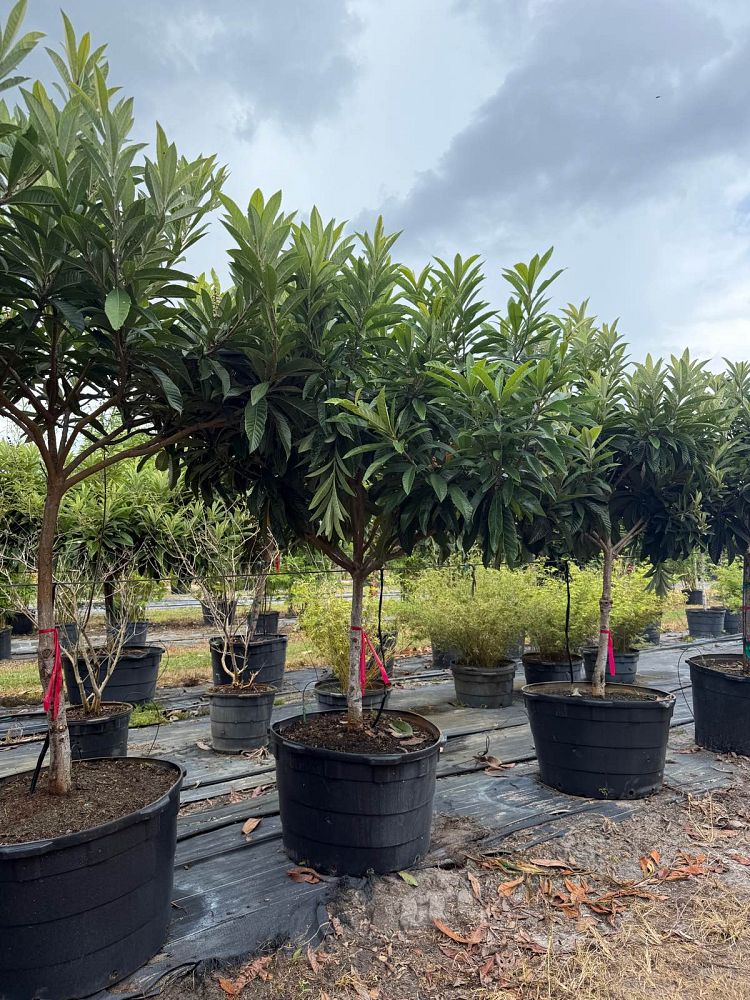 eriobotrya-loquat