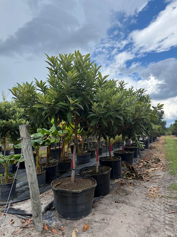 eriobotrya-loquat