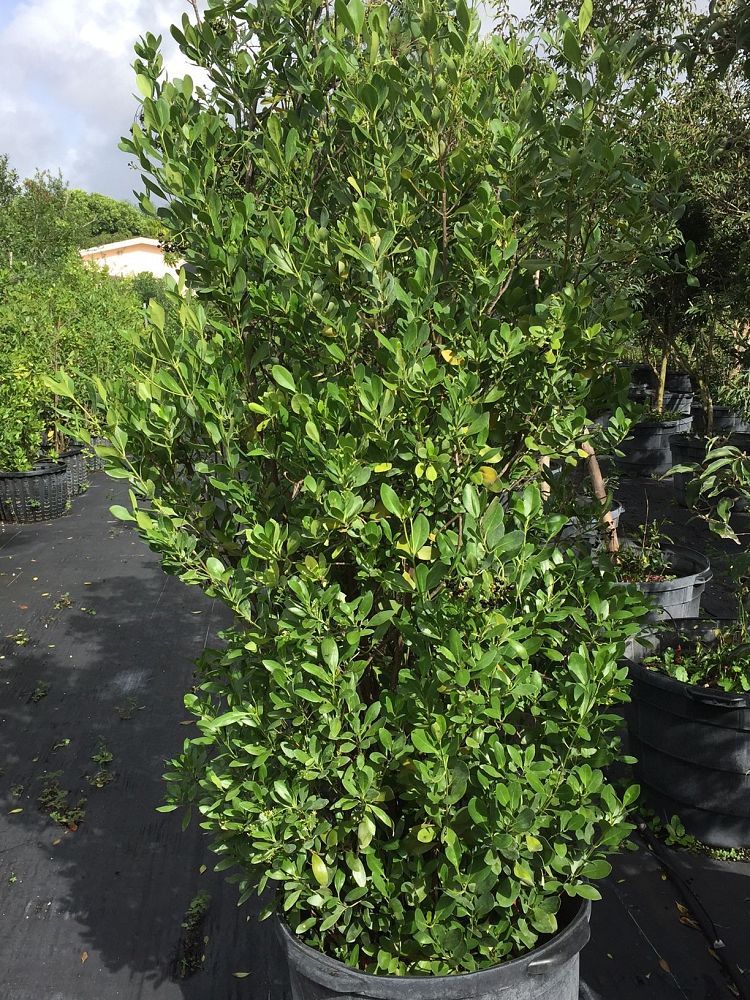 erithalis-fruticosa-black-torch