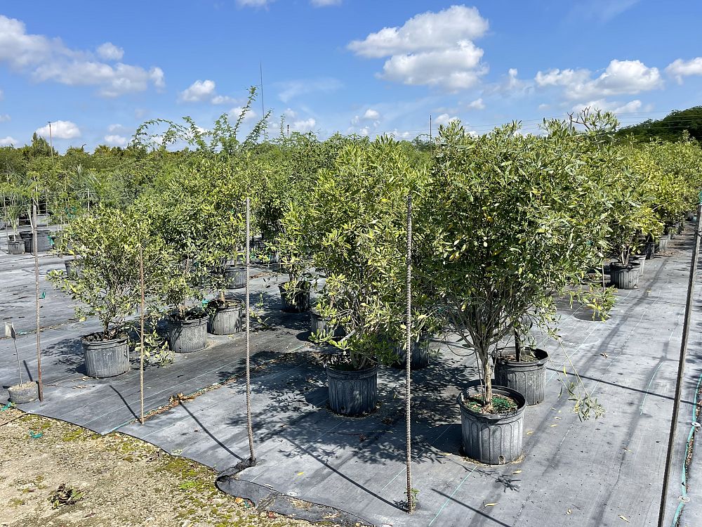 erithalis-fruticosa-black-torch