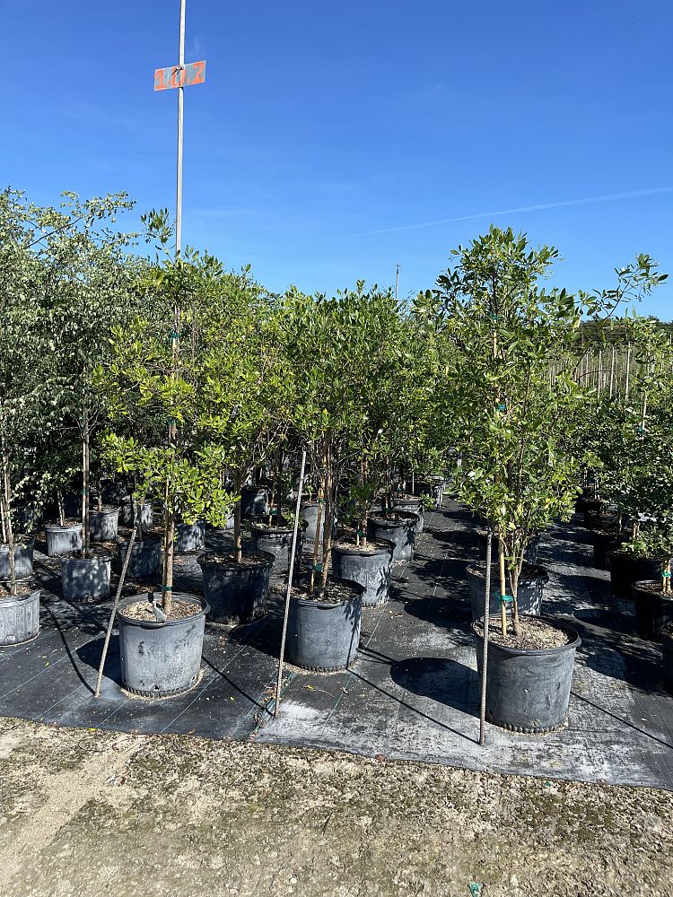 erithalis-fruticosa-black-torch