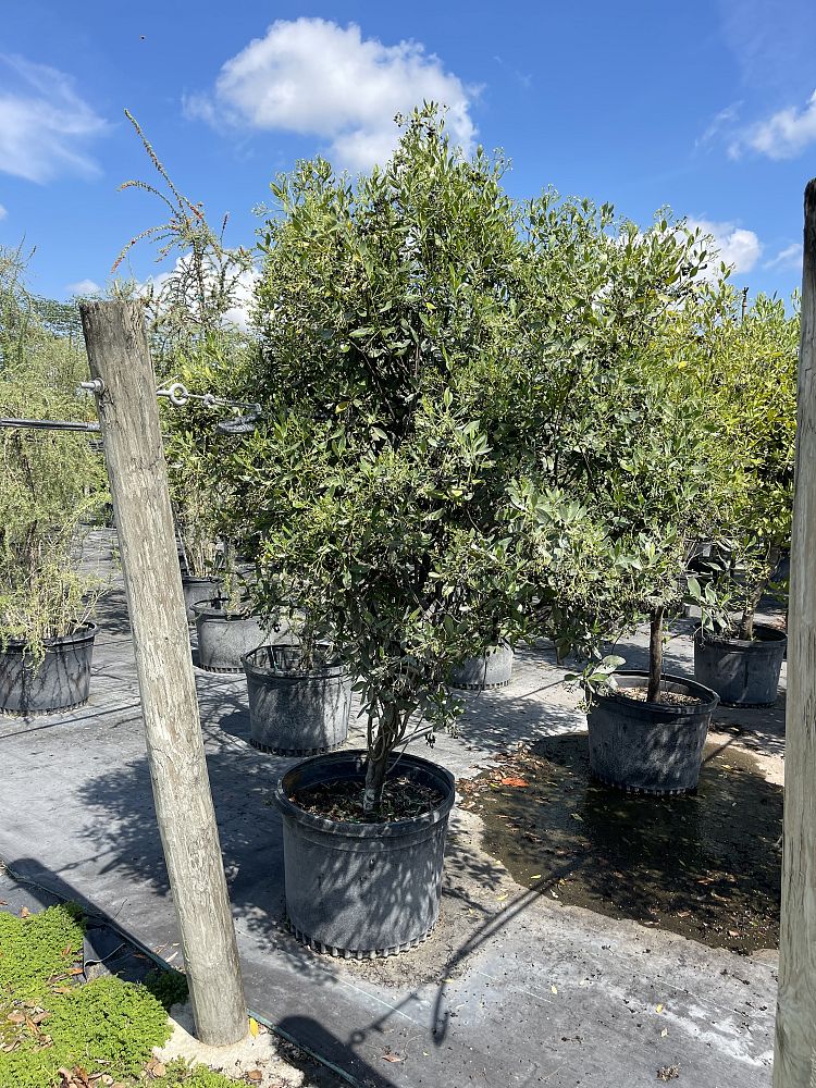 erithalis-fruticosa-black-torch
