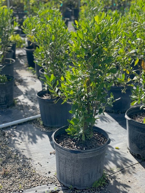 erithalis-fruticosa-black-torch