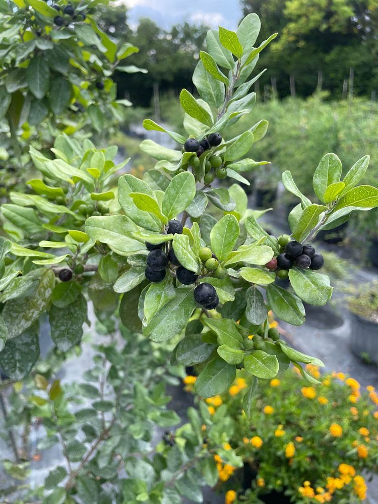 erithalis-fruticosa-black-torch