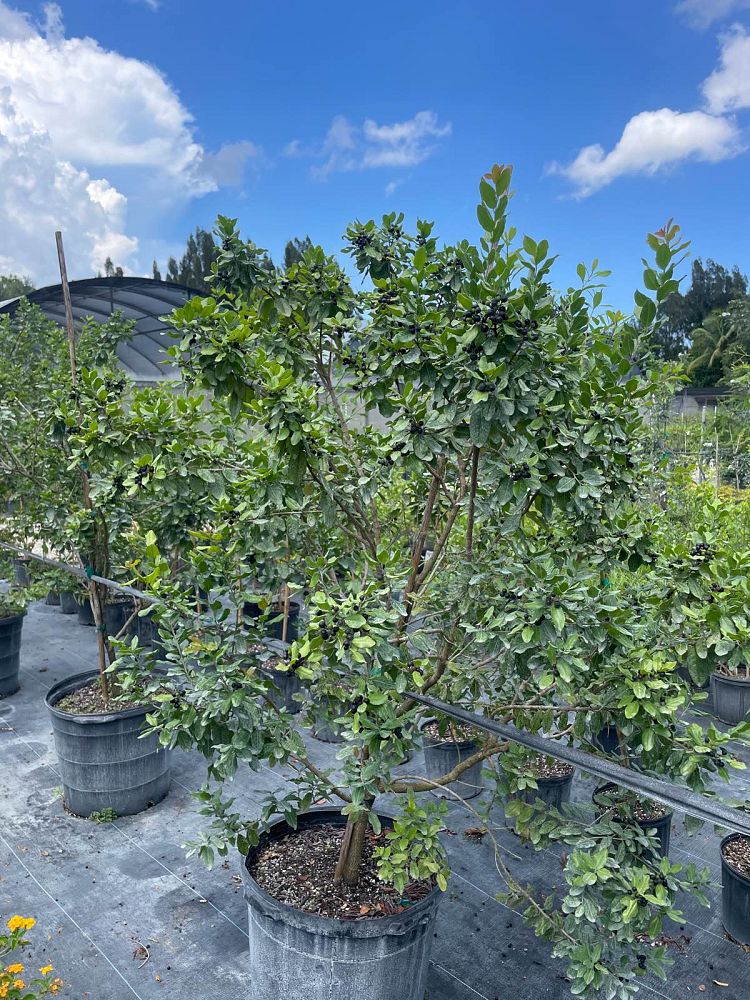 erithalis-fruticosa-black-torch