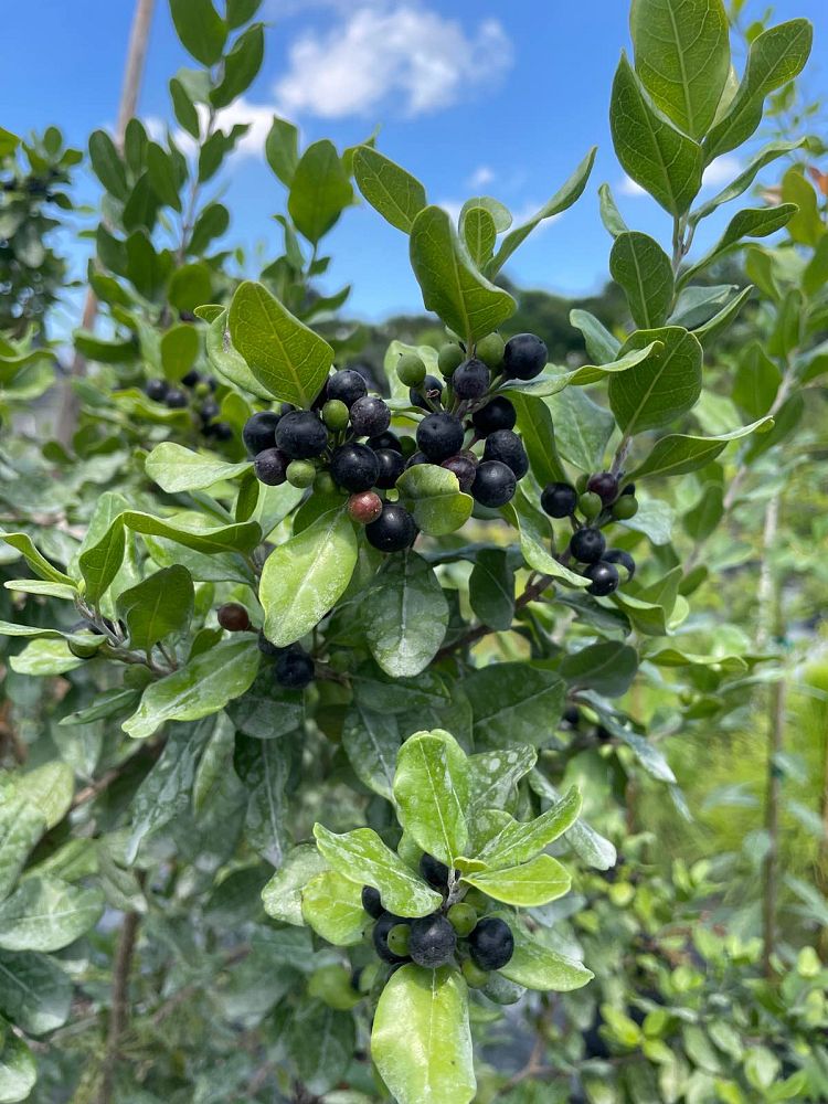 erithalis-fruticosa-black-torch