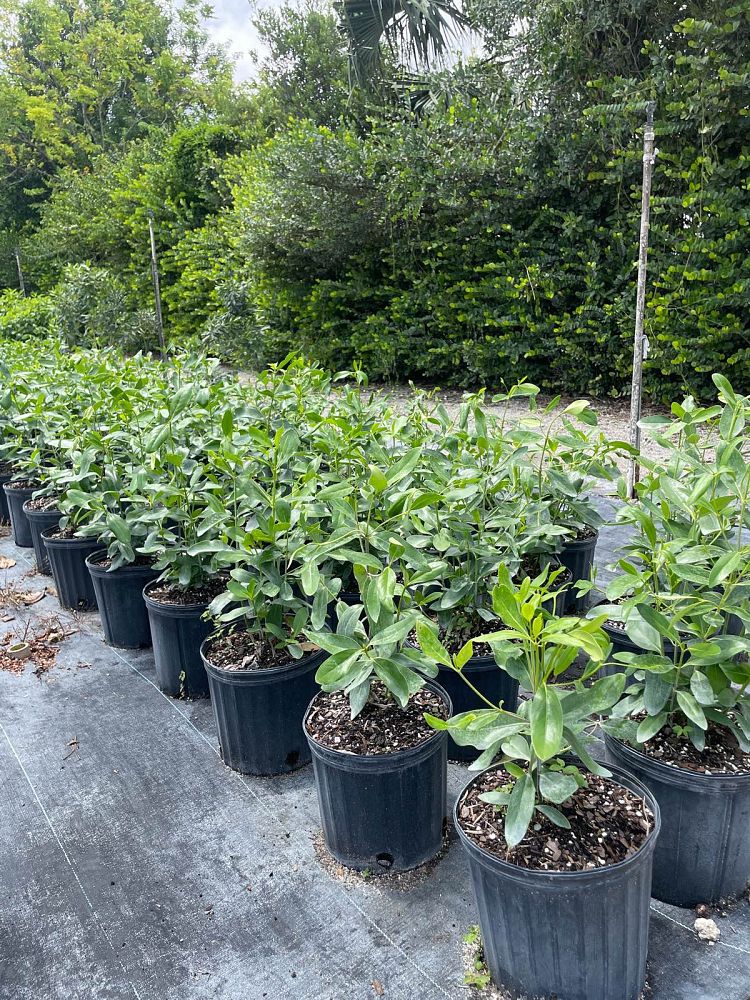 erithalis-fruticosa-black-torch