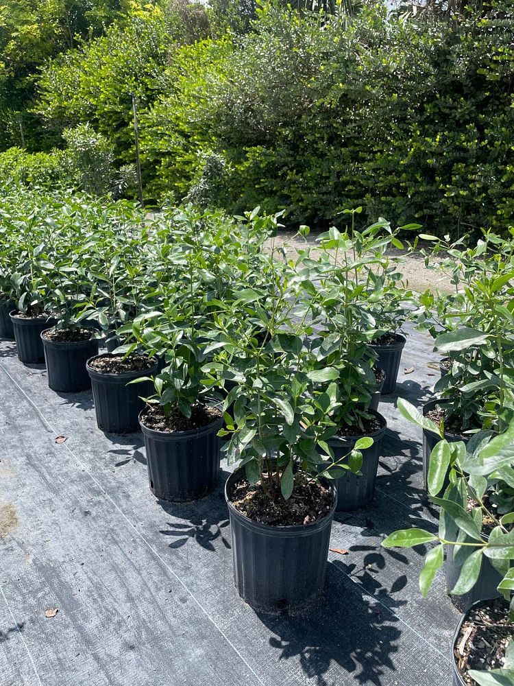 erithalis-fruticosa-black-torch