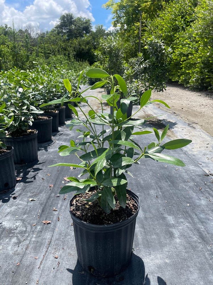erithalis-fruticosa-black-torch