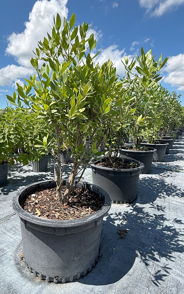 erithalis-fruticosa-black-torch