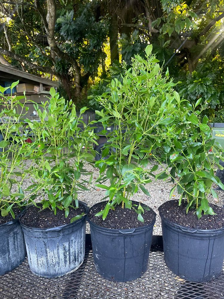 erithalis-fruticosa-black-torch