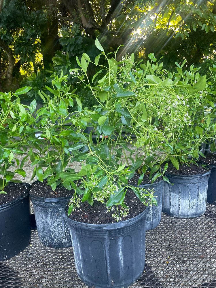 erithalis-fruticosa-black-torch