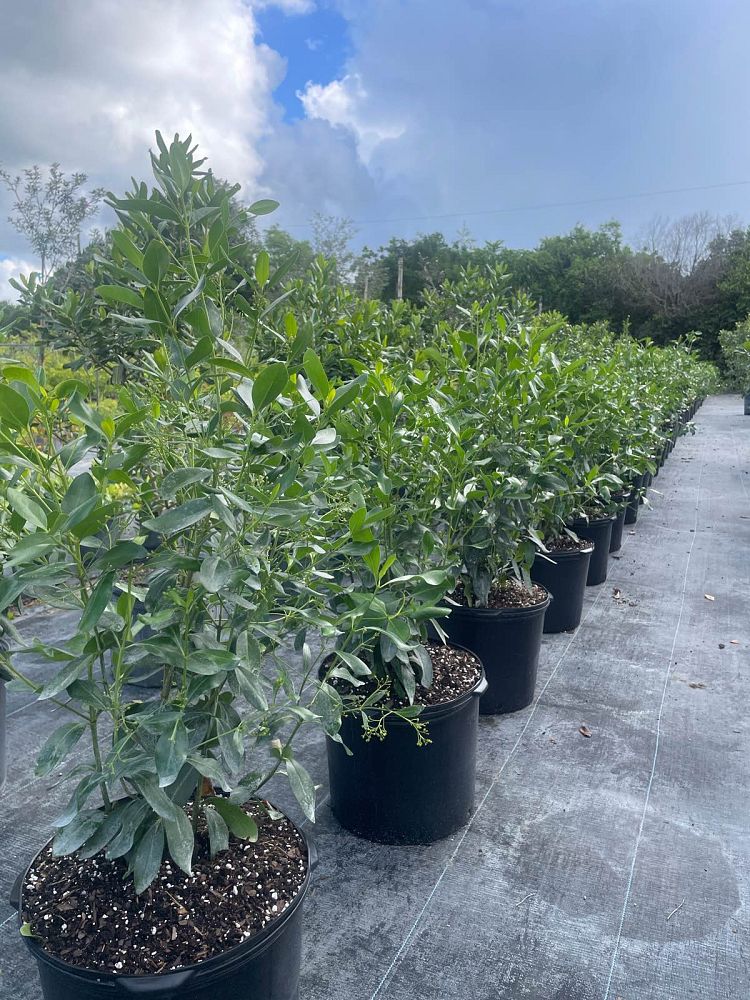 erithalis-fruticosa-black-torch