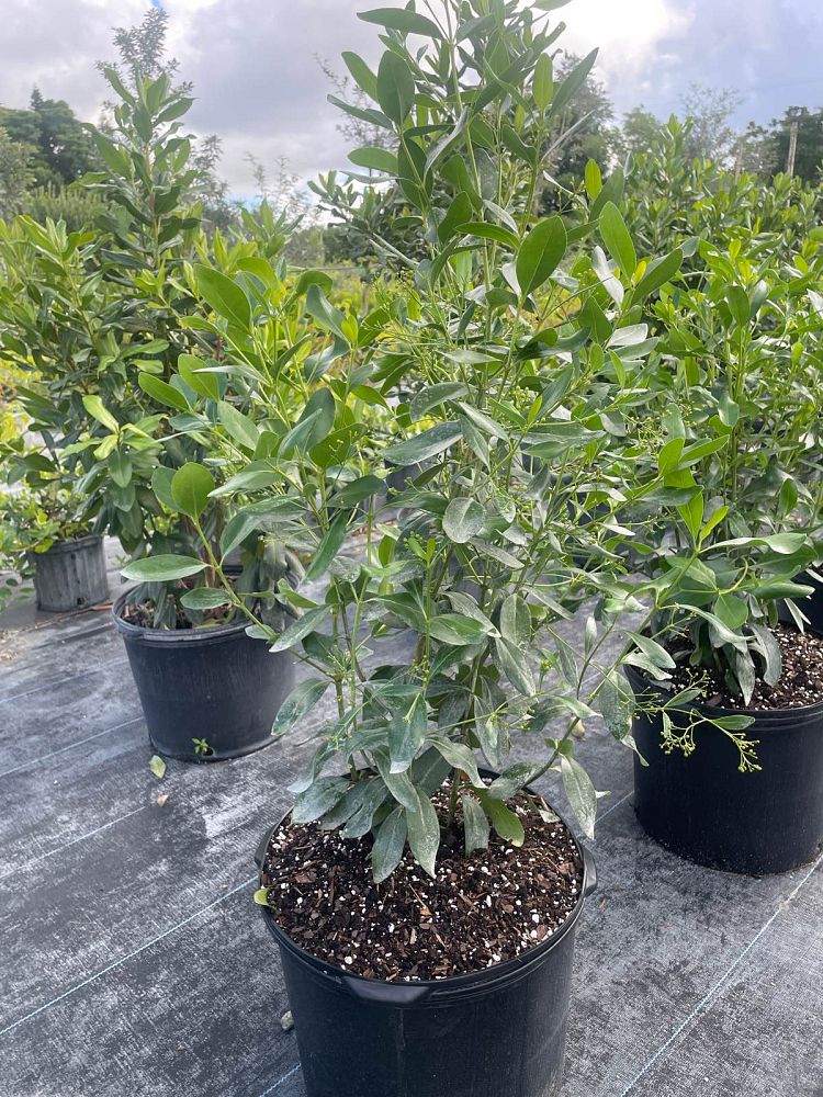 erithalis-fruticosa-black-torch