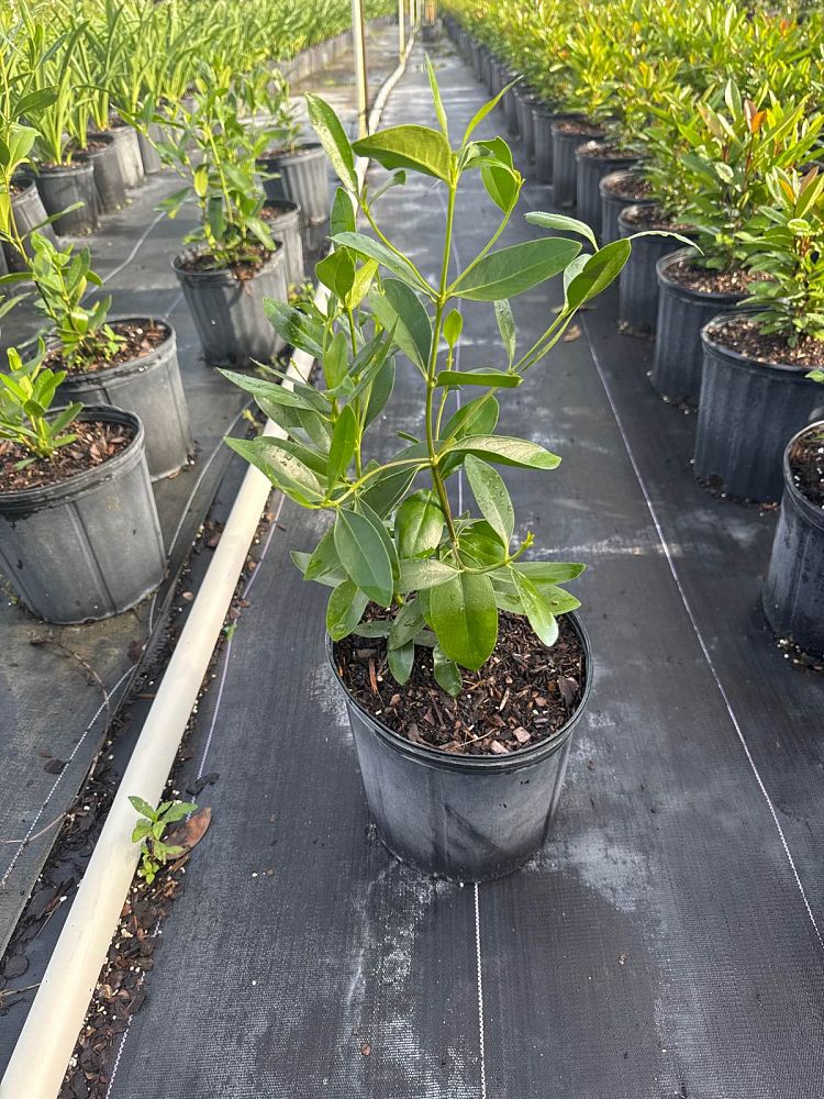 erithalis-fruticosa-black-torch