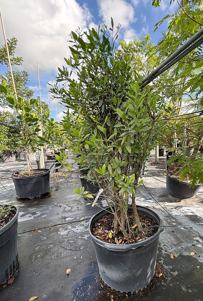 erithalis-fruticosa-black-torch
