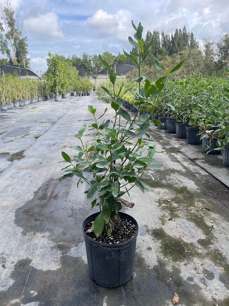 erithalis-fruticosa-black-torch