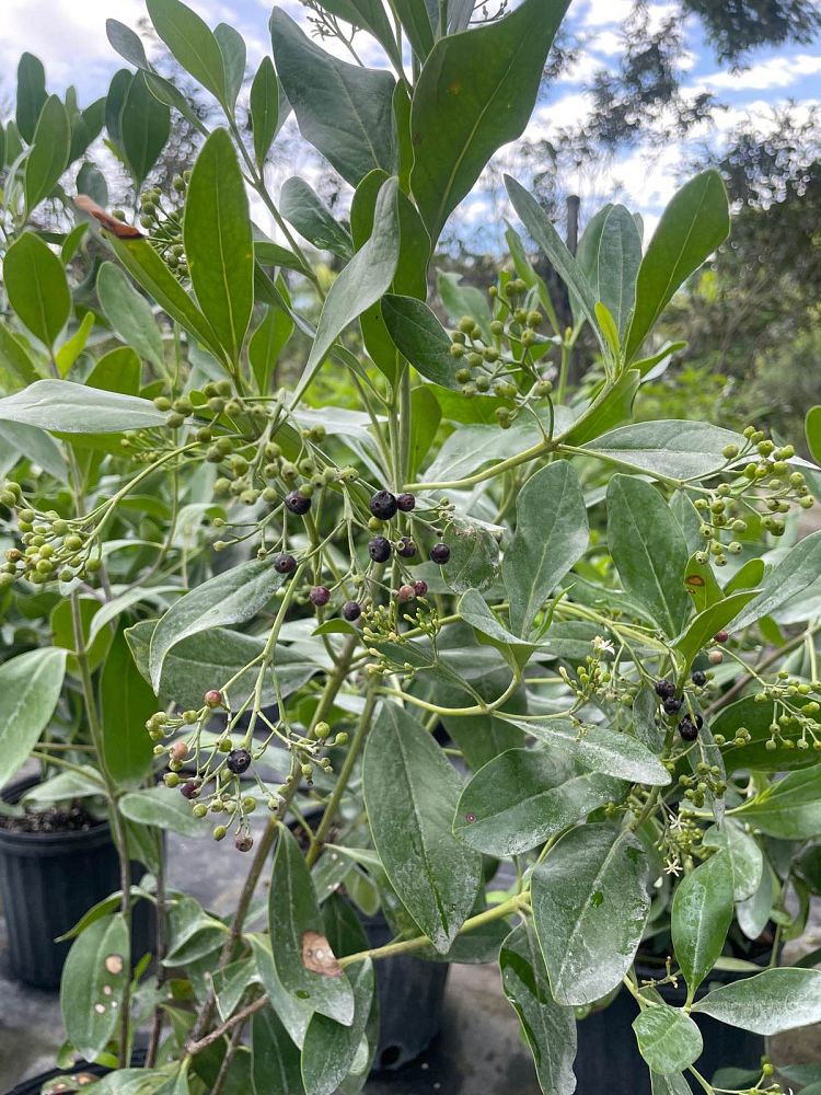 erithalis-fruticosa-black-torch