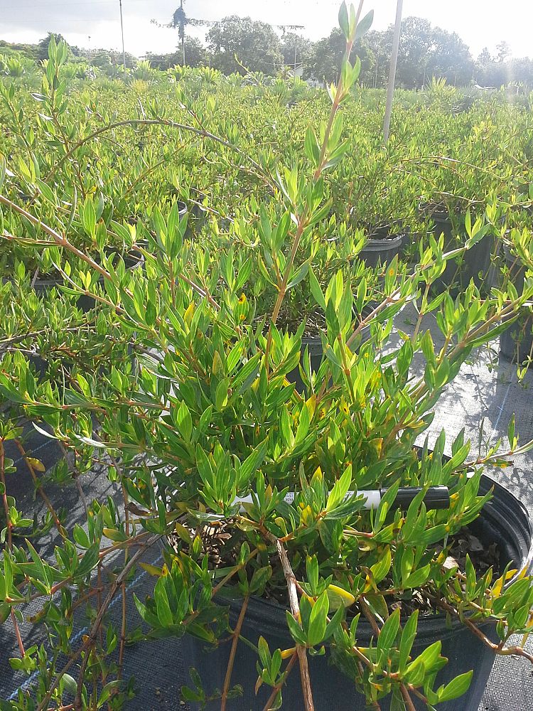 Native Tree Nursery, Inc. | plantANT.com