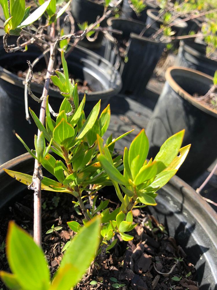 ernodea-littoralis-golden-beach-creeper
