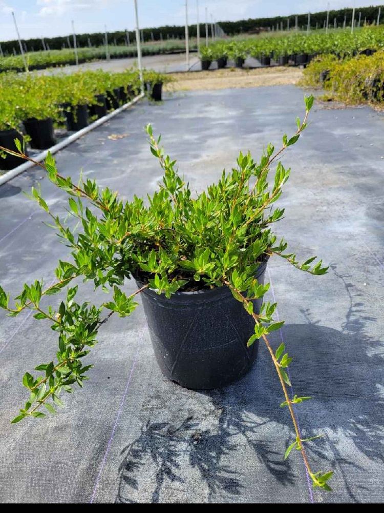 ernodea-littoralis-golden-beach-creeper