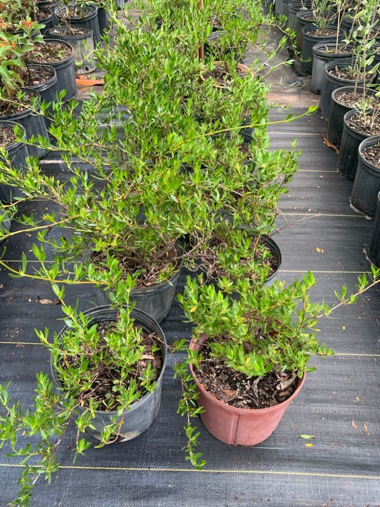 ernodea-littoralis-golden-beach-creeper