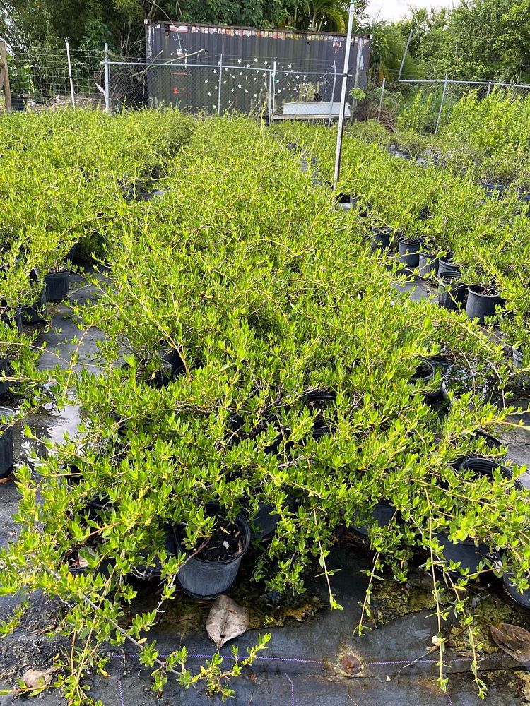 ernodea-littoralis-golden-beach-creeper