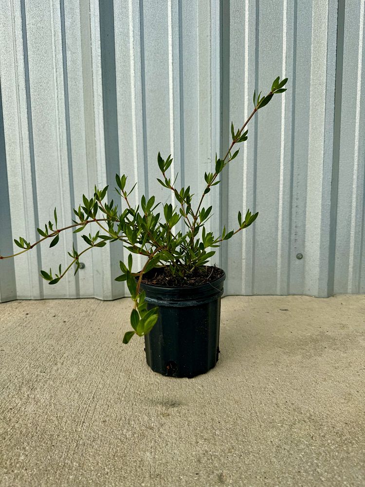 ernodea-littoralis-golden-beach-creeper