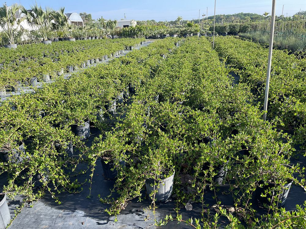 ernodea-littoralis-golden-beach-creeper