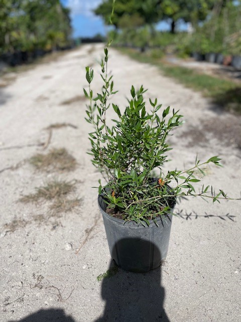 ernodea-littoralis-golden-beach-creeper