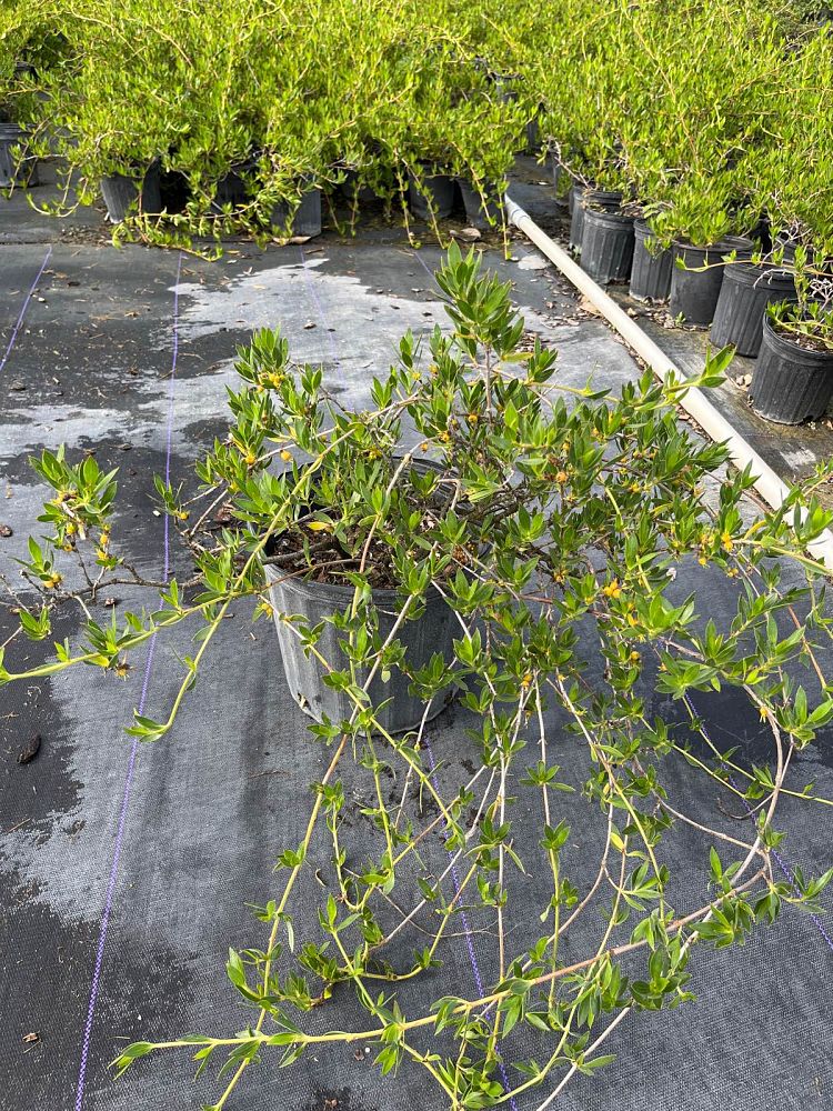 ernodea-littoralis-golden-beach-creeper