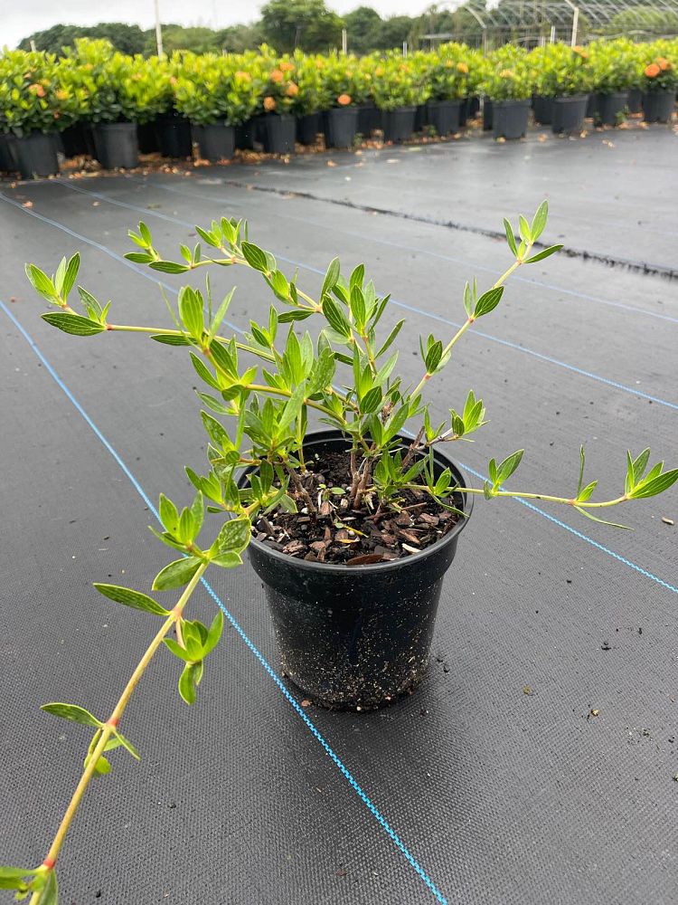 ernodea-littoralis-golden-beach-creeper