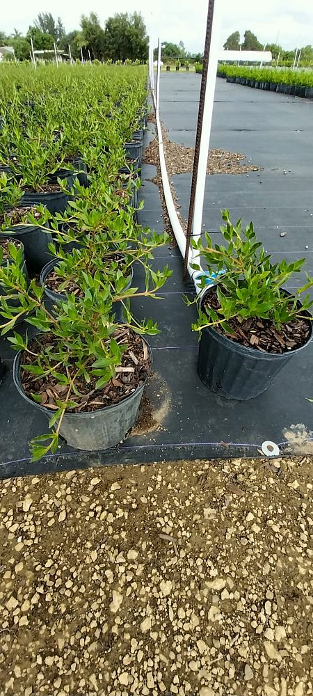 ernodea-littoralis-golden-beach-creeper