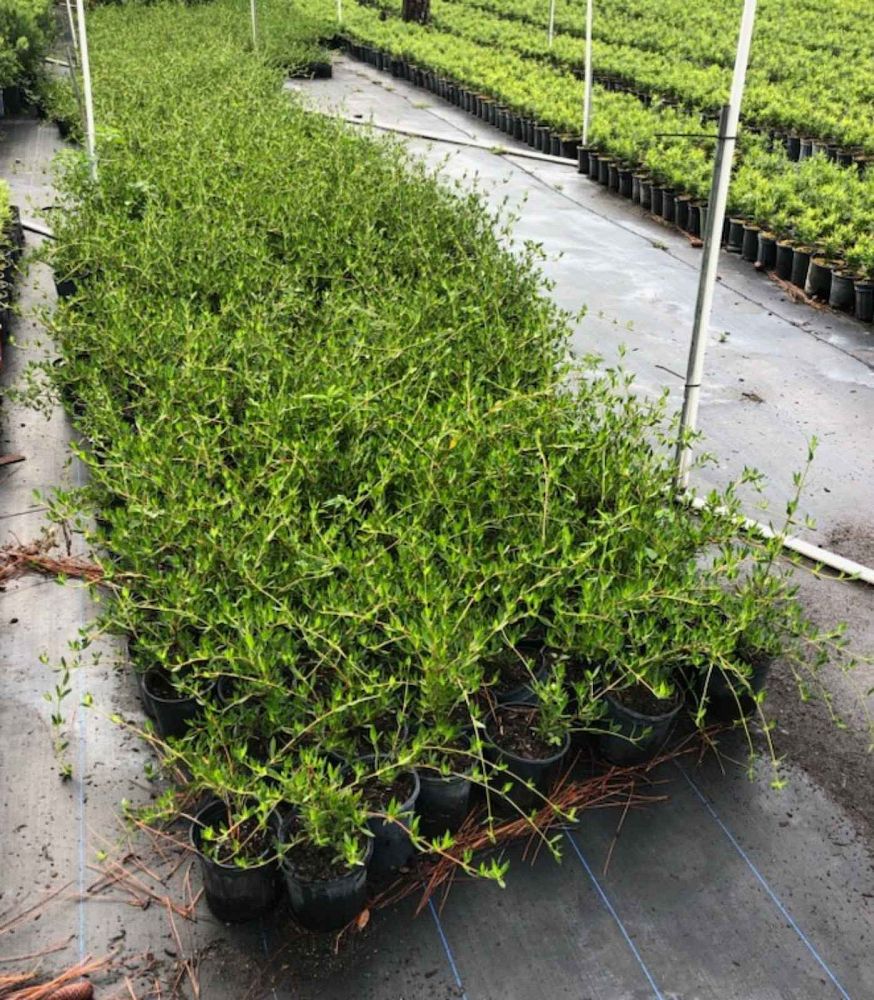 ernodea-littoralis-golden-beach-creeper