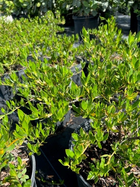 ernodea-littoralis-golden-beach-creeper