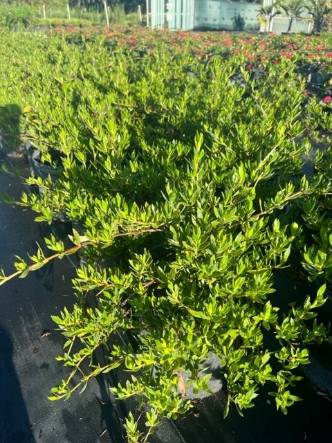 ernodea-littoralis-golden-beach-creeper