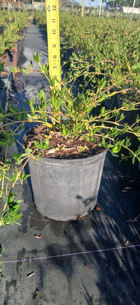 ernodea-littoralis-golden-beach-creeper