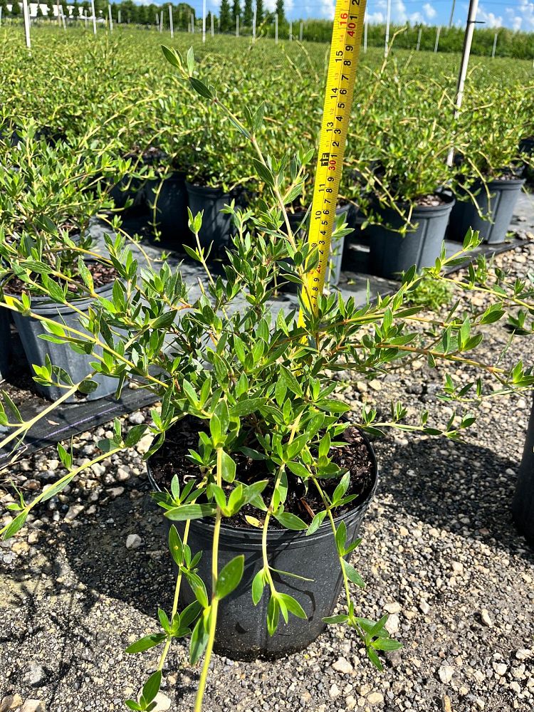 ernodea-littoralis-golden-beach-creeper