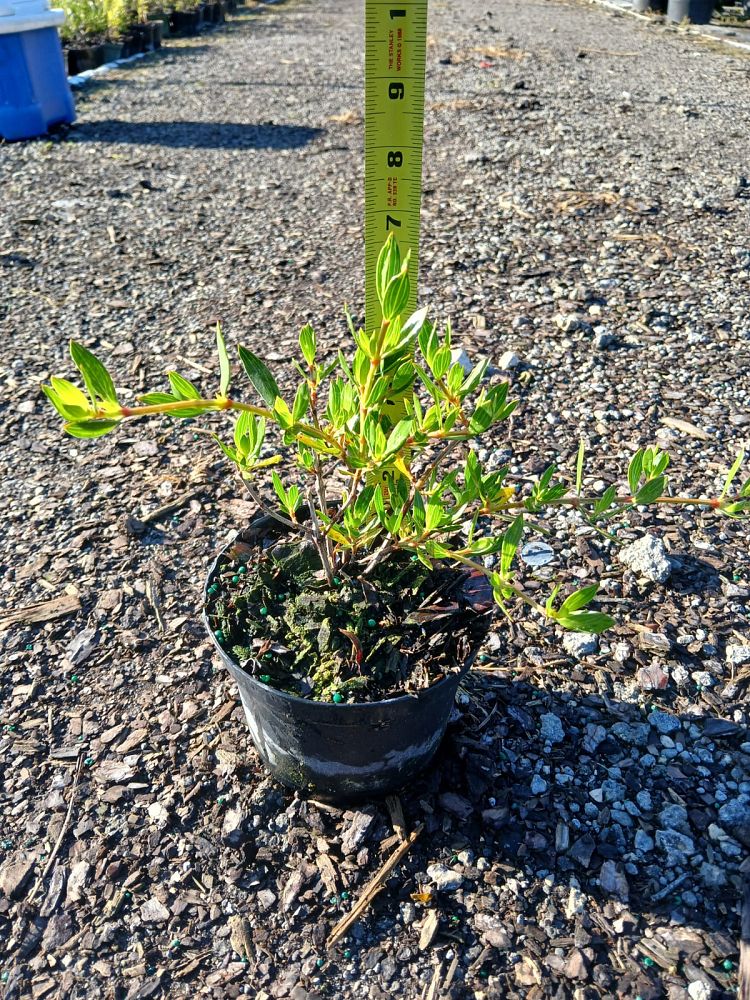 ernodea-littoralis-golden-beach-creeper