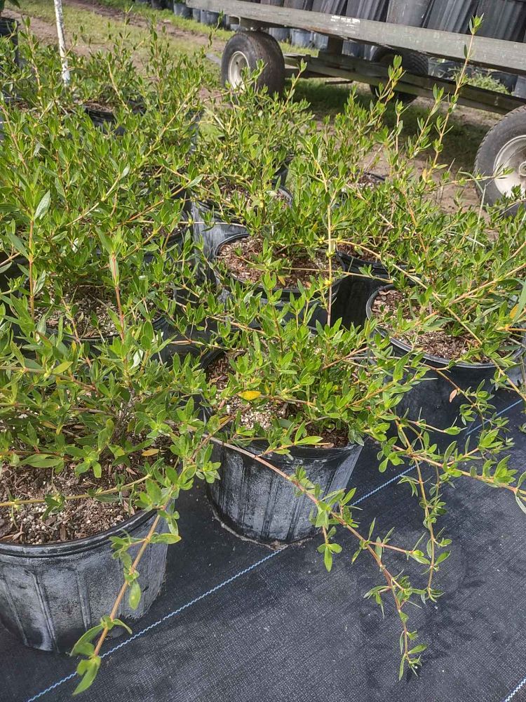 ernodea-littoralis-golden-beach-creeper