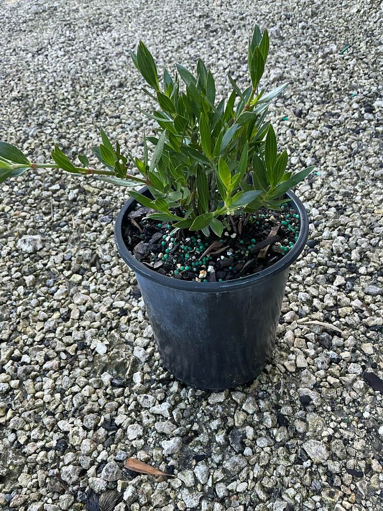 ernodea-littoralis-golden-beach-creeper