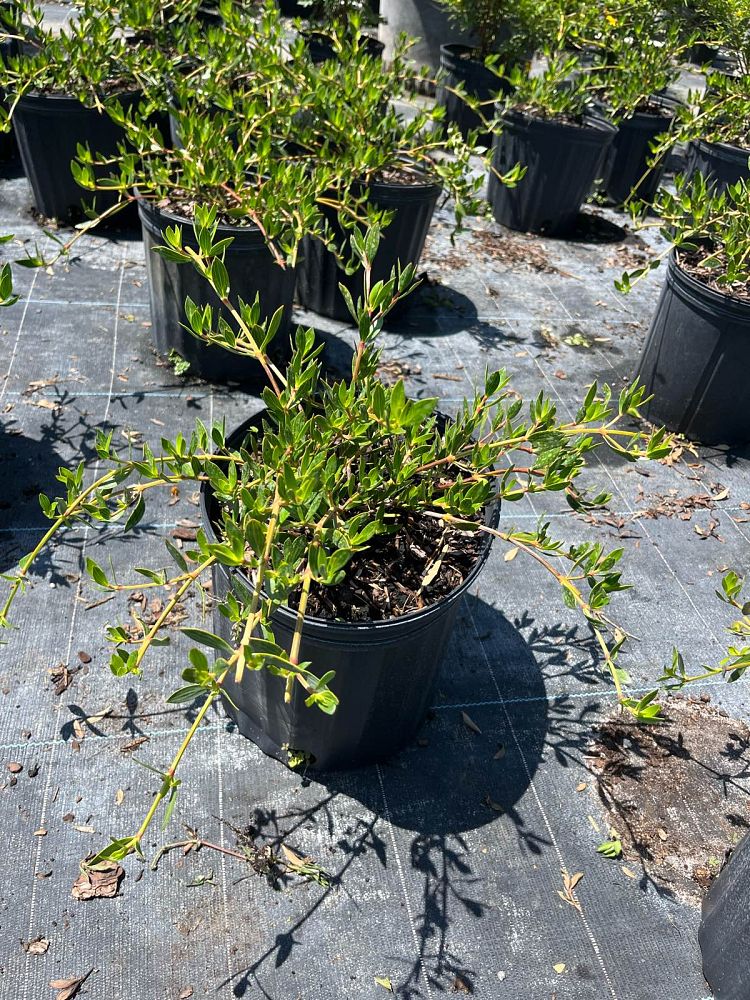 ernodea-littoralis-golden-beach-creeper